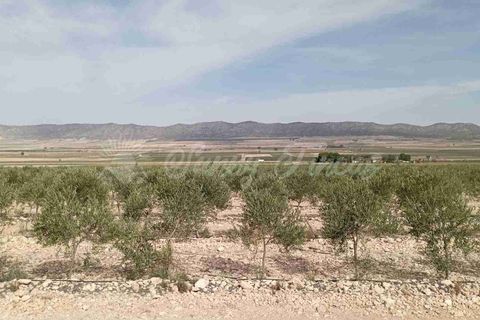 Finca i Yecla, Murcia, Yecla - € 350.000 | Ref: SF0507 - foto 26
